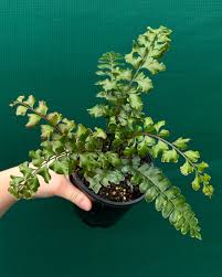 Image result for Didymochlaena truncatula