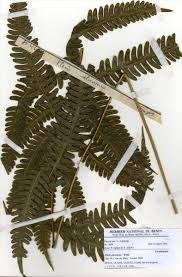 Image result for Pteris atrovirens