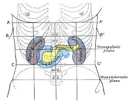 Where is your stomach located socratic / the rib cage is a vital part of our body because it protects the cardiovascular system and other vital organs of our body. Surface Markings Of The Abdomen Human Anatomy