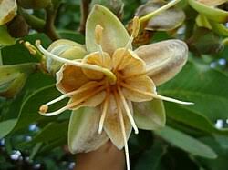 Image result for Hymenaea