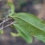 Image result for Strychnos pungens