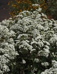 The scientific name of white snakeroot is ageratina altissima and it is from the family asteraceae, the family of daisies, and the plant was previously specified as eupatorium rugosum. Chocolate Eupatorium White Snakeroot Black Foliage Stems Or Marked With Black Almost Eden