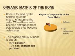 Bone