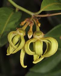 Image result for Artabotrys