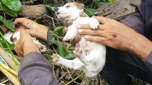 Rescue so pity puppies the mom dog lose long time ago - YouTube