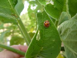 Ladybugs prey on aphids, greenflies, and small insects. Leaf Eating Ladybirds Potato Pest In Indonesia And Western Australia Agriculture And Food