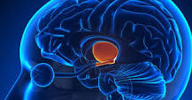 Image result for how do hypothalamus diagnosis change to hypothalamic without treatment