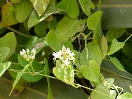 Image result for Cynanchum mossambicense