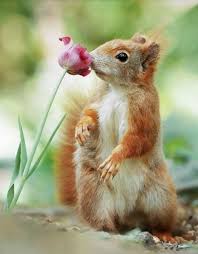 Reino Animal Animals Baby Animals Animals Beautiful