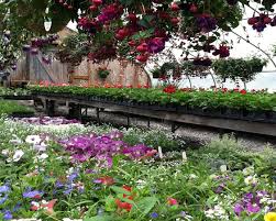 Vegetable Herbs Glebe Mountain Gardens Landscaping