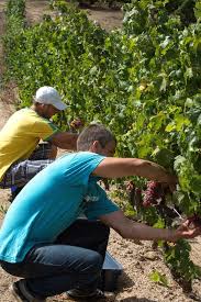 Le Vin Bio Cree 50 D Emplois En Plus Que Le Vignoble Classique Vin Bio Vignoble Bio