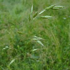 Image result for Bromus  commutatus