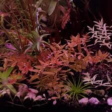 Image result for Elatine triandra