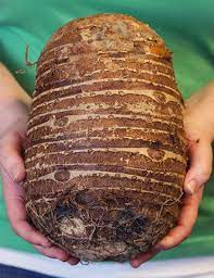 We did not find results for: Elephant Ears Are Impressive Regardless Of The Bulb Size But With This Jumbo Elephant Ear Bulb You Will Re Elephant Ear Bulbs Elephant Ear Plant Elephant Ears