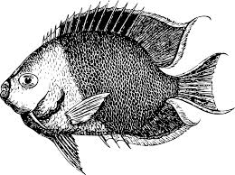 Apakah anda mencari gambar ikan ikan mas ikan nila png. Hayvan Balik Ocean Pixabay Da Ucretsiz Vektor Grafik