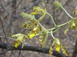 Image result for Faurea rubriflora