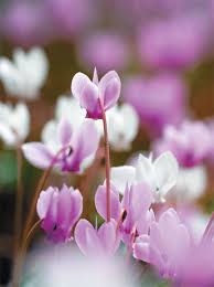Image result for Cyclamen parviflorum