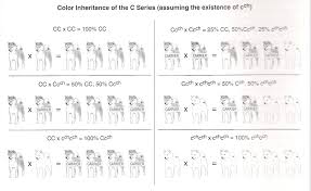 coat color inheritance in shibas cream and agouti hokusei