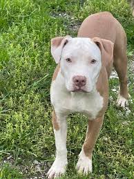 Buonasera ,regalo copertine,lenzuola ed asciugamani .Abito a Varcaturo.  Grazie