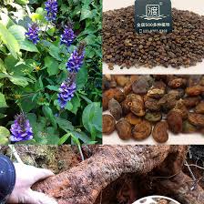 Image result for Pueraria