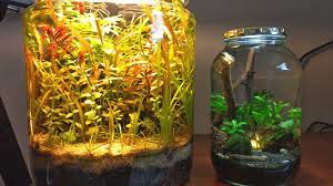 11 Desain Aquarium Mini Dan Unik Cocok Untuk Hiasan Rumah