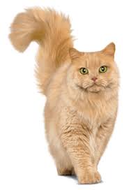 Die individuelle ernährung hat dabei einen entscheidenden einfluss. Trockenfutter Und Nassfutter Fur Katzen Perfect Fit