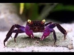 Paludarium Pour Crabe Vampire Le Trappeur Picard Youtube