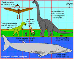 animal size comparison chart this is a scientifically accu