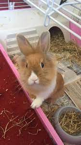 Pin On Cats Bunnies