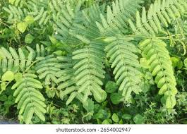 Image result for Mimosa pigra