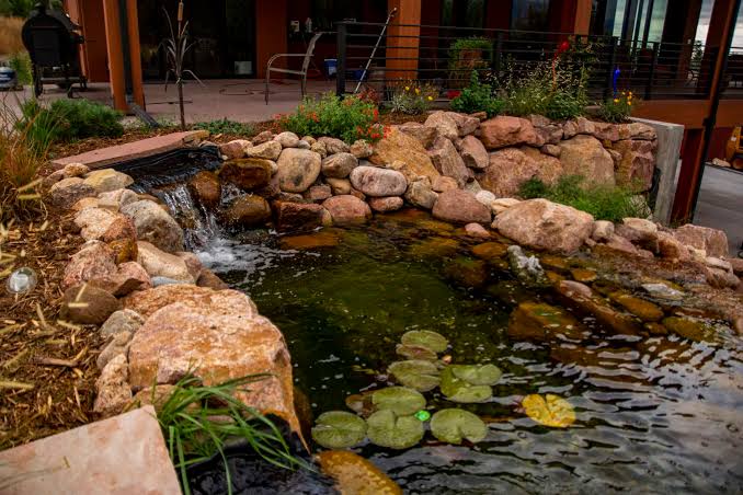 Pond Plants: 6 of the Best [Plus 8 to Avoid] - Timberline Landscaping