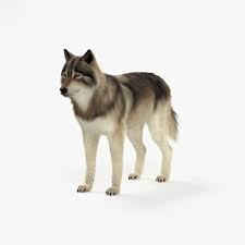 Gray Wolf Model Grey Wolf 3d Model Wolf
