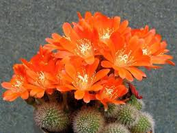 Los cactus son plantas que conquistan corazones con una gran facilidad; Los Cactus Con Flores Mas Espectaculares Jardineria On