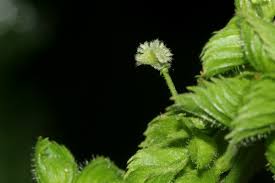 Image result for Acalypha fimbriata