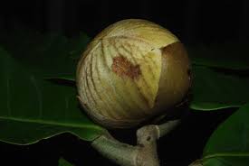 Image result for Uvariodendron