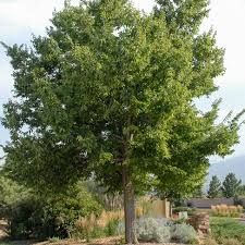 Image result for Alchornea occidentalis