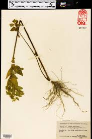 Image result for Pluchea bequaertii