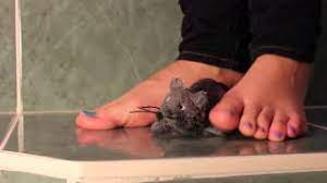 What animals do you like to squish? Playtube Pk Ultimate Video Sharing Website