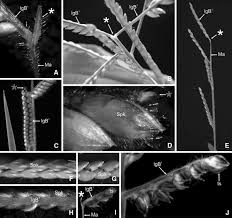 Image result for Eccoptocarpha obconiciventris