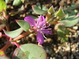 Image result for Trianthema