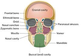 The cavities secrete mucus that drains into the nasal cavity. Bones Of The Cranium Course Hero