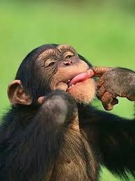 Pin By Sue Evans On Wild Animals Cute Animals Funny Animal Pictures Funny Animals