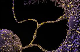 S:n501y has occurred multiple times around the world. Study Reveals Possible Sars Cov 2 Escape Mutant That May Re Infect Immune Individuals
