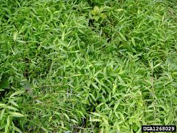 Image result for Microstegium