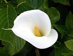 Image result for Zantedeschia aethiopica