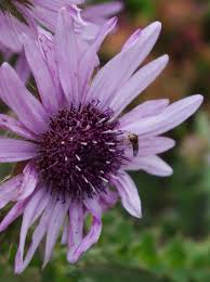 Image result for Berkheya angolensis