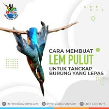 Itulah cara membuat pulut burung dari lem fox yang dapat admin kumpulkan. Burung Kesayangan Yang Terlepas Dari Master Fighter Masteran Burung Juara Facebook