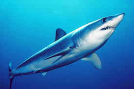 Shortfin Mako Shark Wikipedia