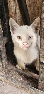 Good day to everyone. I just want to ask if anyone is interested in  adopting this two beautiful kitten. They used to be 5 there but now they  are only two. Some