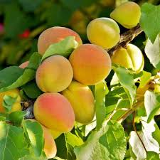Image result for Apricot 1983 Hussmann
